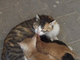 12-0618Merz (43).JPG